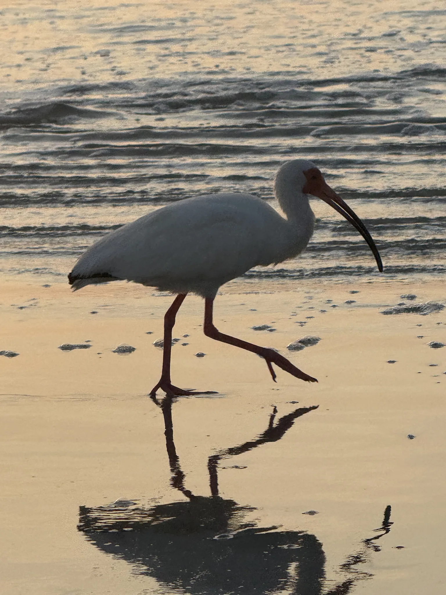 This bird was seen on an early Sunday morning in Cocoa Beach.